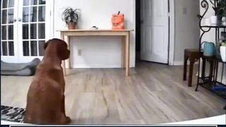 2 hewan peliharaan yg lucu