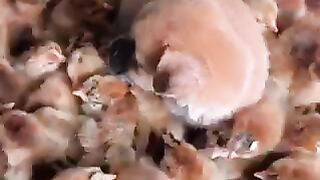 Try not to laugh ???? 11