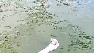 Kolam bulat dengan penutup kolam dari plastik PE