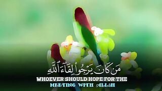 Quran paak Tilawat 14