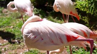 لاہور چڑیا گھر