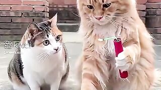 كلاب وقطط واحلى مقلب