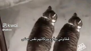 تؤام من القطط تشابه بينهم