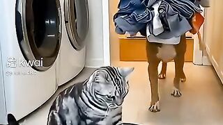 مقلب الغسيل بين القط والكلب