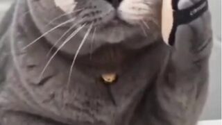 Kelakuan kucing 1 ini wkwkwk - Tigerasia88