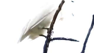 The Scariest Bird Sounds In the World #Birds #Sound #animals #wildlife