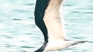 Fastest Bird In The World #animals #wildlife #birds #eagle