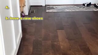 Top 5 Ranking Funniest Dog Moments