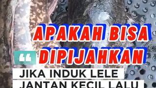 Jika induk jantan KECIL lalu induk betina BESAR apakah bisa DIPIJAHKAN❓