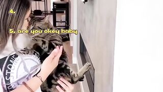 Top 5 Ranking Dramatic Cat Moments