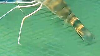 Amazing! Have you ever seen a Shrimp molting? #shrimp #shrimpfarm #nature #molting