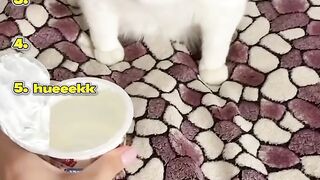 Top 5 Ranking Best Animal Moments