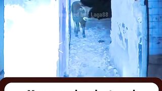 bangunan itu sudah lama kosong.Dindingnya mengelupas.Lantainya dipenuhi puing dan debu tebal.Tak.mp4