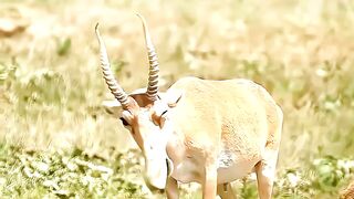 Tragic Extinctions That Shocked Humans #Animals #AnimalFacts #wildlife #StellarsSeacow