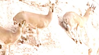 Animal Moments That Escalated Fast #animals #wildlife #deer #wilddog #leopard #crocodile