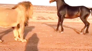 Unexpected Animal Moments Caught on Camera #animals #wildlife #lioness #wilddog #buffalo #turtle