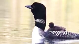 The Scariest Bird Sounds In the World #Birds #Sound #animals #wildlife 2