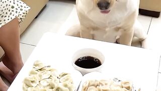 This might be the pickiest dog you’ve ever seen