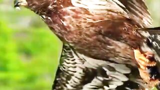 Wait for the end Eagle #animals #wildlife #eagle