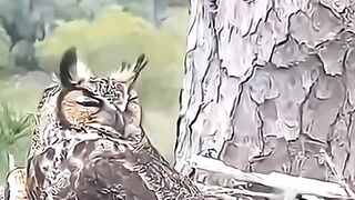 Owl in Day Vs Owl in Night #skulledit #phonk #animals #nature #owl