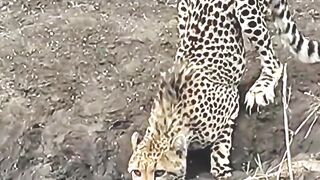 Leopard vs Crocodile #crocodile #animals #wildlife #leopard