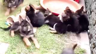 Here’s why you need a German Shepherd in your life