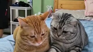 Kelakuan 2 kucing nih bikin geleng geleng kepala - Tigerasia88