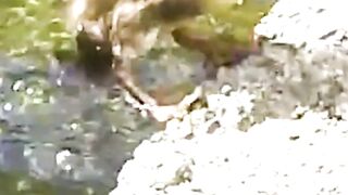 Fall, Retry, Win #animals #Nature #Ducklings