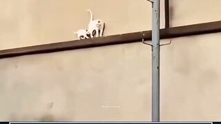 kasih induk kepada anaknya