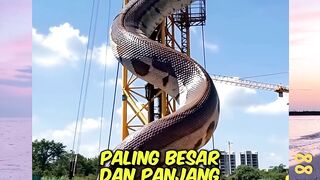 3 Ular paling panjang dan besar di dunia!!