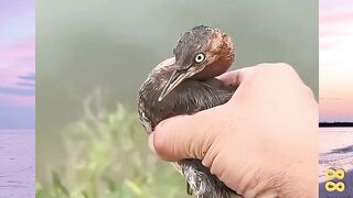 Jangan Asal Makan Bebek versi bola88