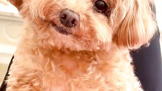 A dog is the only thing that can fix a broken heart