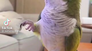 Beautiful Parrot Dance 2