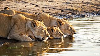 Lions Resting and Drinking Water in the Wild