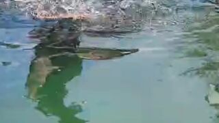 Tebar PADAT itu segini❗Bukan SEGITU