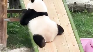 panda tu lucu aja kenapa sihhh