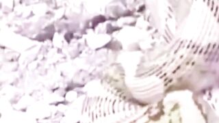 Animal Moments That Escalated Fast #animals #wildlife #python #pig #snake #monkey #lion