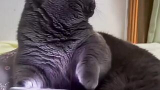 Dasar kucing edan wkwkwk - Tigerasia88