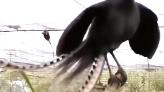 The Scariest Bird Sounds In the World #Birds #Sound #animals #wildlife 3