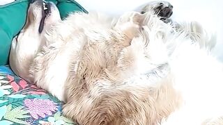 What About You? #dogs #doglife #cutedog #goldenretriever #puppy #dogreels #fyp