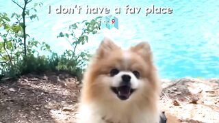 My favorite place is wherever you are #doglovers #bestfriend #pomeranian #reels