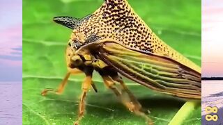 Jangan Pernah Disentuh versi bola88