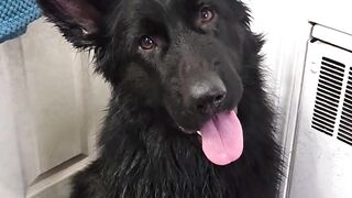 I Won't Bite You #cute #doglovers #pets #petlover