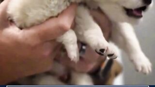 prestasi para peneliti