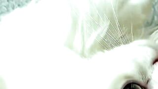 Good morning little kitty #funnycat #catlovers #cat #funny