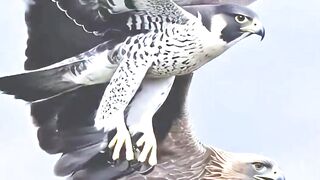 Fastest Bird on Earth Targets a Golden Eagle #wildlife #nature #falcon #goldeneagle