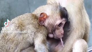Monkey is Giving BJ Proves Its Natural