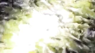 MANFAAT kolam TERANG ketimbang kolam GELAP