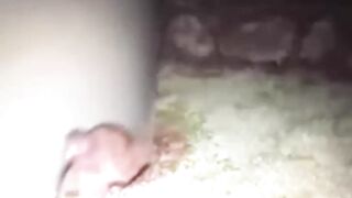 The Scariest Bird Sounds In the World #Birds #Sound #animals #wildlife