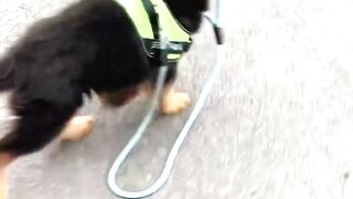 Here’s why you need a German Shepherd in your life #doglovers #animals #germanshepherd